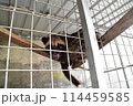 ジャコウネコ 114459585