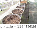 洗浄乾燥工程のコーヒー豆 114459586
