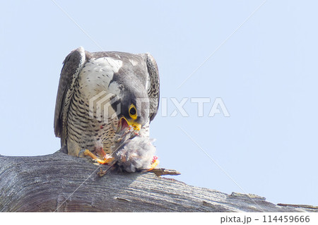 木の枝で食事するハヤブサ成鳥 114459666