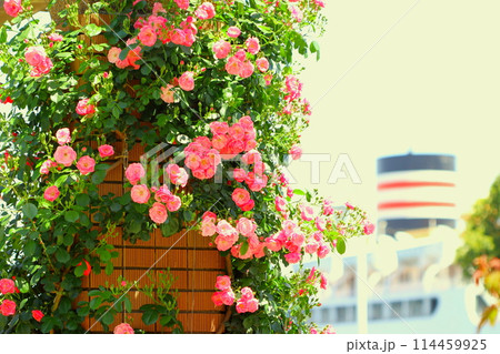 バラの花 バラの花 114459925