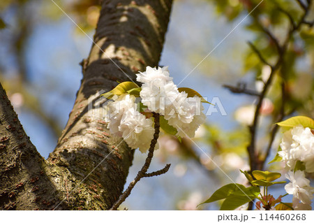 白い八重桜 114460268