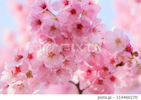 満開の陽光桜のクローズアップ 114460270