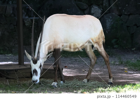 アラビアオリックス 114460549