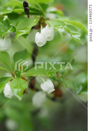 雨にぬれたドウダンツツジの花 雨にぬれたドウダンツツジの花 114460573