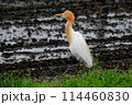アマサギ 114460830