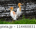 アマサギ 114460831