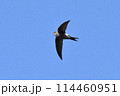アマツバメ 114460951