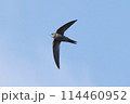 アマツバメ 114460952