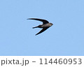 アマツバメ 114460953