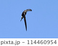 アマツバメ 114460954