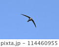 アマツバメ 114460955