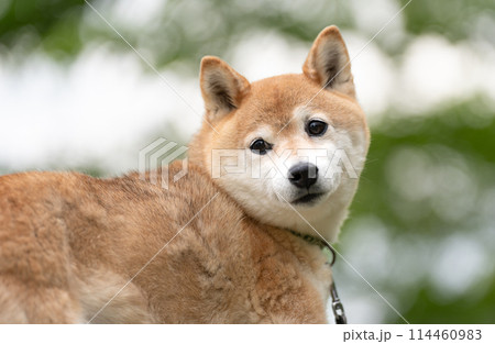 新緑背景に柴犬　換毛期の柴犬　柴犬茜　シニアモデル犬 114460983