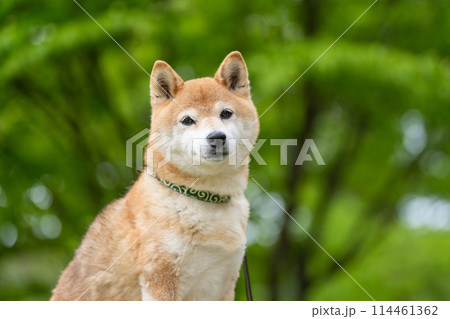 緑背景に柴犬 新緑背景に柴犬 シニアモデル犬茜 緑背景に柴犬 新緑背景に柴犬 シニアモデル犬茜 114461362