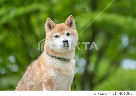 緑背景に柴犬　新緑背景に柴犬　シニアモデル犬茜 114461363