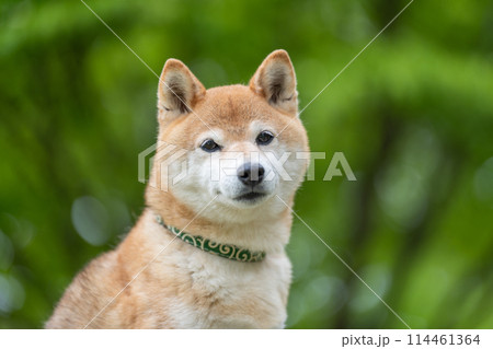 緑背景に柴犬　新緑背景に柴犬　シニアモデル犬茜 114461364