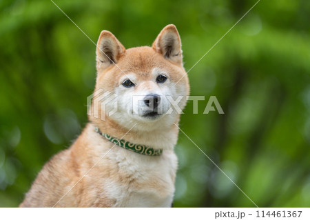 緑背景に柴犬 新緑背景に柴犬 シニアモデル犬茜 緑背景に柴犬 新緑背景に柴犬 シニアモデル犬茜 114461367