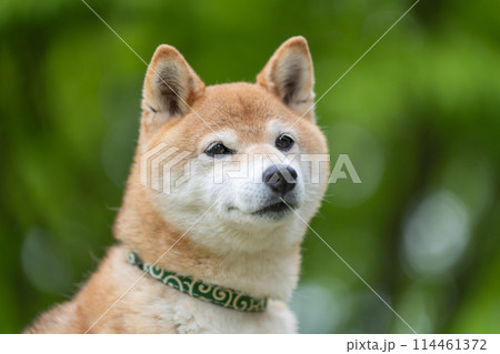 緑背景に柴犬 新緑背景に柴犬 シニアモデル犬茜 緑背景に柴犬 新緑背景に柴犬 シニアモデル犬茜 114461372