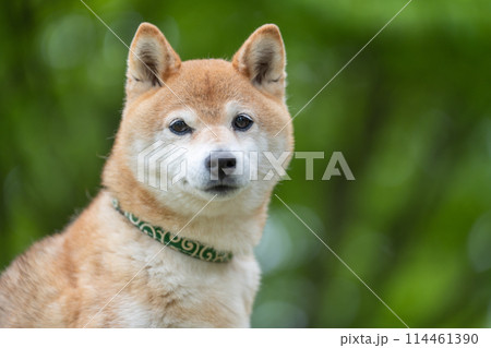 緑背景に柴犬 新緑背景に柴犬 シニアモデル犬茜 緑背景に柴犬 新緑背景に柴犬 シニアモデル犬茜 114461390