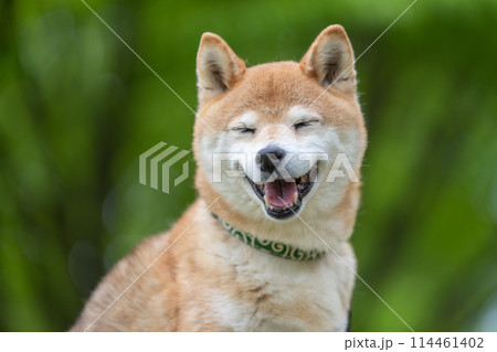 緑背景に柴犬 新緑背景に柴犬 シニアモデル犬茜 緑背景に柴犬 新緑背景に柴犬 シニアモデル犬茜 114461402