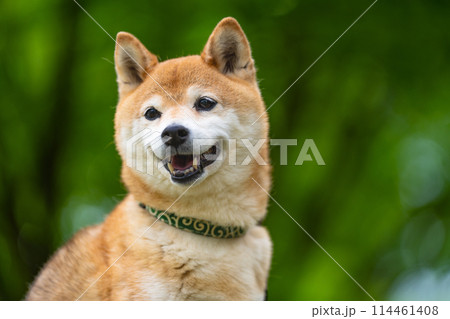 緑背景に柴犬 新緑背景に柴犬 シニアモデル犬茜 緑背景に柴犬 新緑背景に柴犬 シニアモデル犬茜 114461408