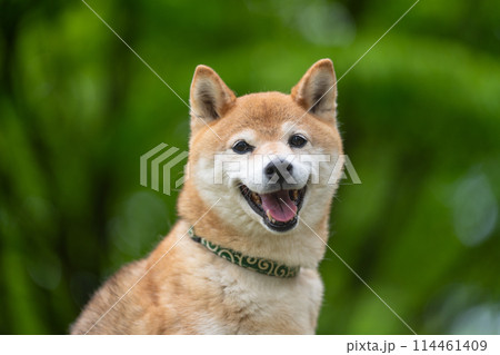緑背景に柴犬　新緑背景に柴犬　シニアモデル犬茜 114461409