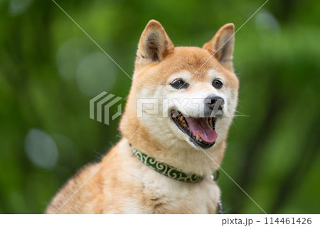 緑背景に柴犬 新緑背景に柴犬 シニアモデル犬茜 緑背景に柴犬 新緑背景に柴犬 シニアモデル犬茜 114461426
