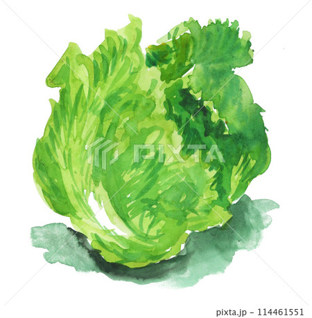 水彩で描いた新鮮レタス24512pix7 114461551