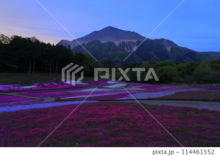 羊山公園芝桜の丘 114461552