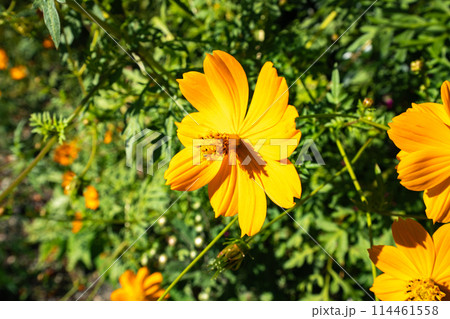秋の花壇に咲くキバナコスモスのオレンジ色の花 秋の花壇に咲くキバナコスモスのオレンジ色の花 114461558