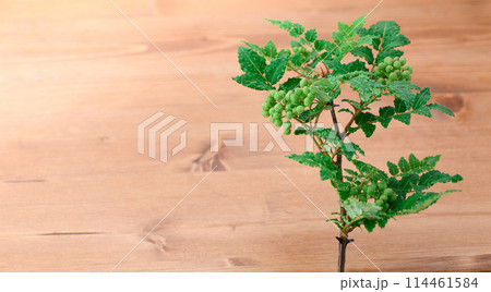 山椒 山椒 114461584