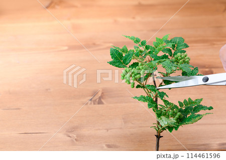 山椒 山椒 114461596