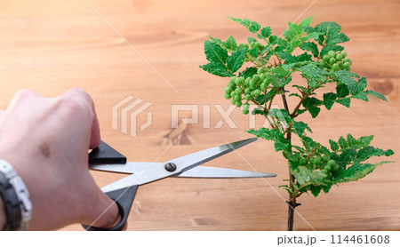 山椒 山椒 114461608