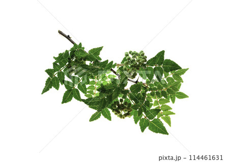 山椒（白背景） 114461631