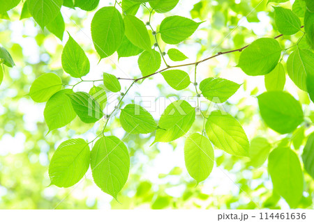 爽やかな新緑 爽やかな新緑 114461636