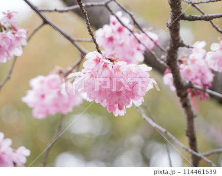桜(雅) 桜(雅) 114461639
