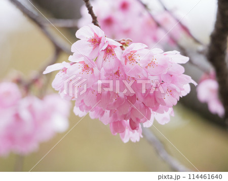 桜(雅) 桜(雅) 114461640