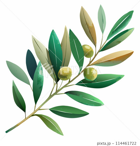 A leafy olive wreath tree with three olives on it. The olive tree is green and has a few brown spots 114461722