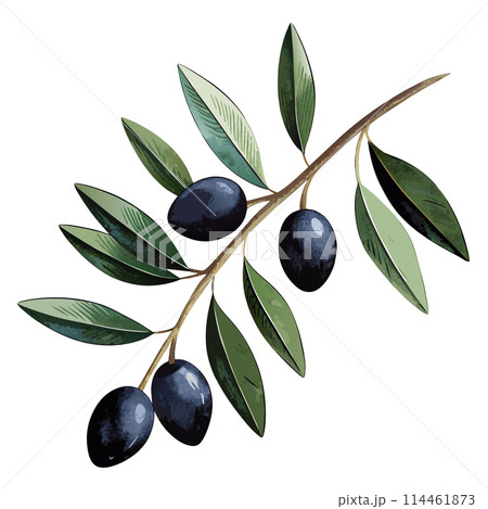 A leafy olive tree branch with three olives on it. The olives are dark and shiny 114461873