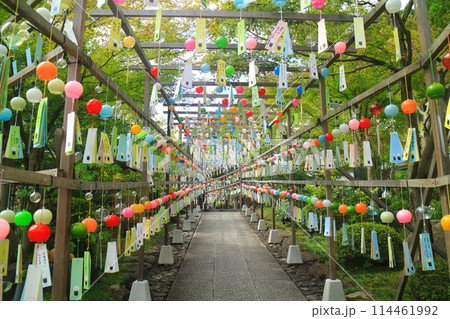 夏の宝徳寺 114461992