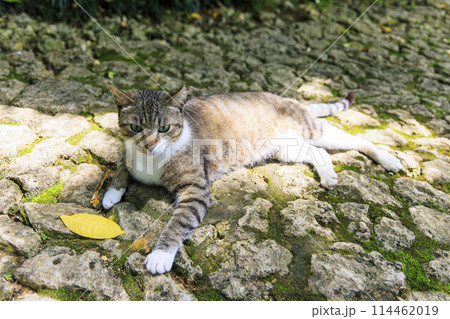 野良猫 (ノラネコ) 114462019