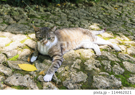 野良猫 (ノラネコ) 114462021