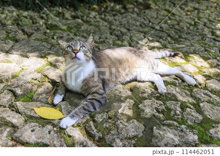 野良猫 (ノラネコ) 野良猫 (ノラネコ) 114462051