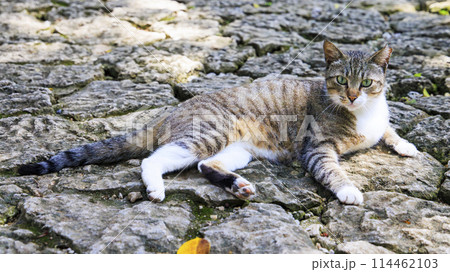 野良猫 (ノラネコ) 野良猫 (ノラネコ) 114462103