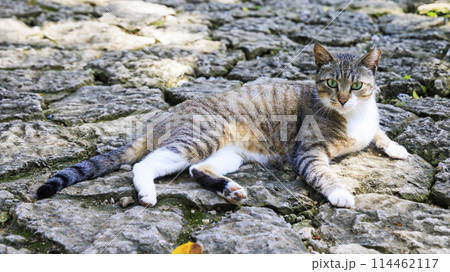 野良猫 (ノラネコ) 114462117