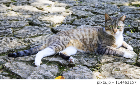 野良猫 (ノラネコ) 野良猫 (ノラネコ) 114462157
