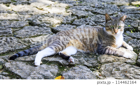 野良猫 (ノラネコ) 野良猫 (ノラネコ) 114462164