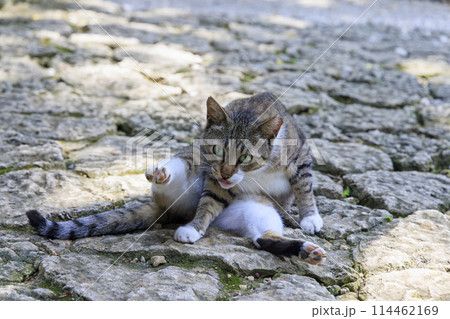 野良猫 (ノラネコ) 114462169