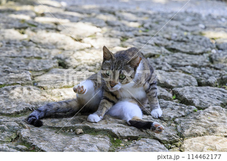 野良猫 (ノラネコ) 野良猫 (ノラネコ) 114462177