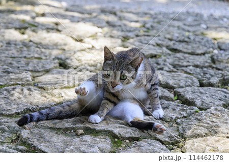 野良猫 (ノラネコ) 野良猫 (ノラネコ) 114462178