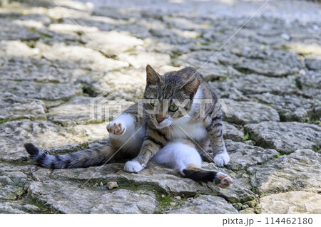 野良猫 (ノラネコ) 114462180
